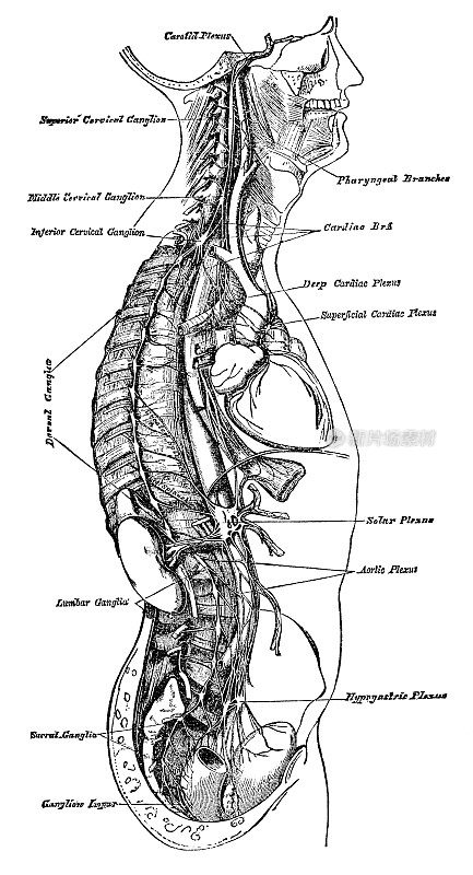 人类交感神经系统的医学插图- 19世纪